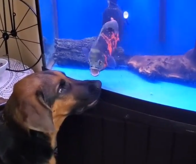 angry_fishy.png