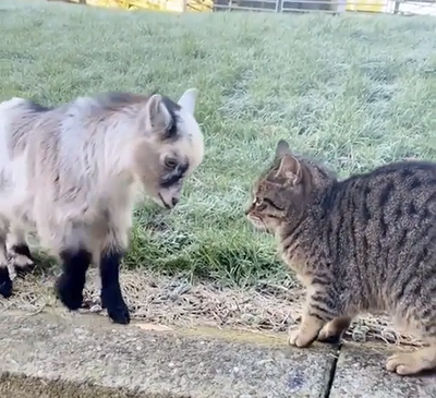 kid_vs_cat.png