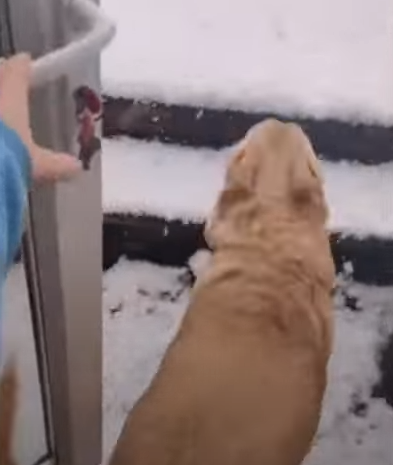 Excited_pup_runs_into_snow.png