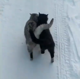 two_best_frineds.png