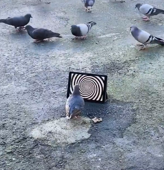 pigeon_trap.png