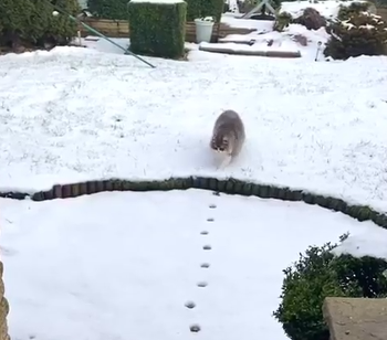 cat_walk.png