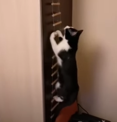 climbing_ladder.png