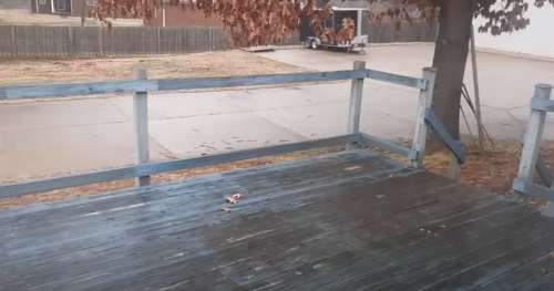 Dog_Slides_Across_Wooden_Deck.png