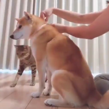 cats_and_dogs.png