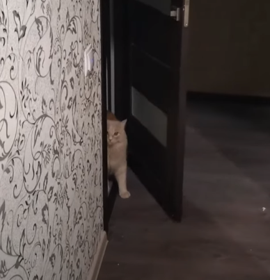 KittyOpensDoor.png
