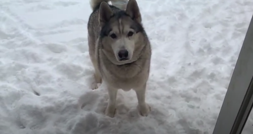 HuskyWantstoStayOutside.png
