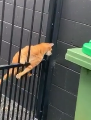 struggling_cat.png