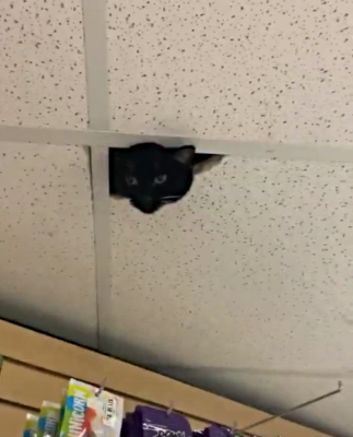 New_Security_Cameras.png