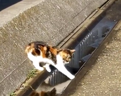 bestexempleofcat.png