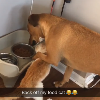 BackOffMyFoodCat.png