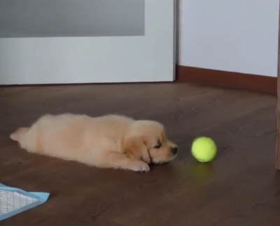 Lazypup.png