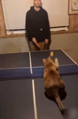 atabletennispro.png