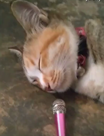 SleepingKittySnores.png