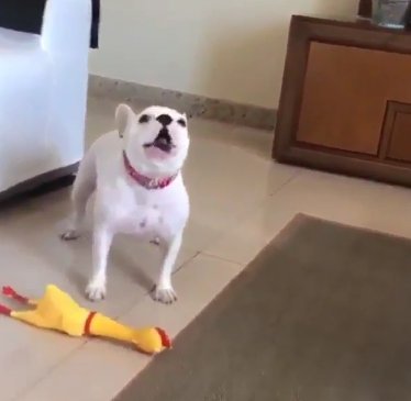 Happypuppy.png
