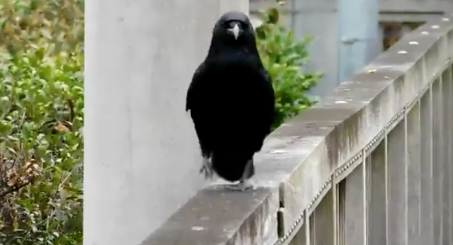 Howtowalklikeamodel.png