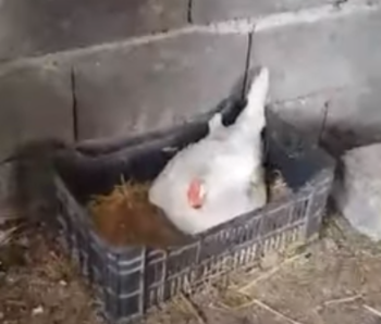 motherhen.png