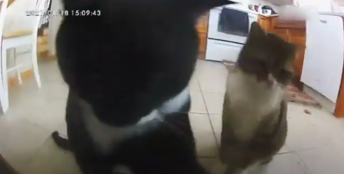 KnocksitDown.png