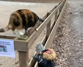 Catstealingahat.png