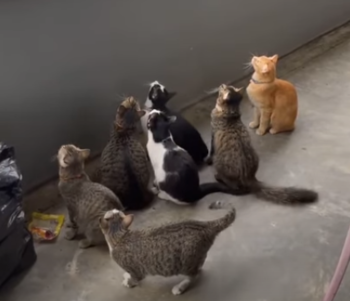 CatsBotheredbyBird.png