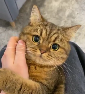 Those_eyes.png