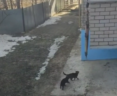 catrescue.png