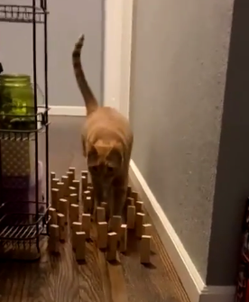 catvsdog.png