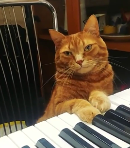 AmadeusMeowzart.png