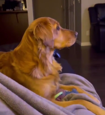 DoghidesfromDarthVader.png