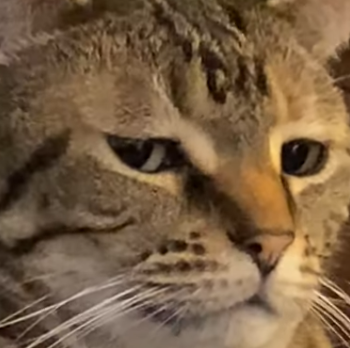 grumpyCat.png