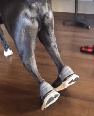 BoxerWearsHumanShoes.png