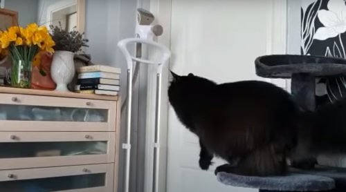 CatPreciselyJumps.png
