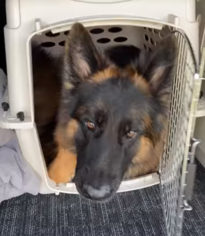 LargeDogSqueezes.png