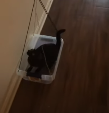 CatEnjoysBeingLifted.png