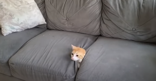 CatHidesAmidstSofa.png