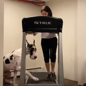 DogStepsOntoTreadmill.png