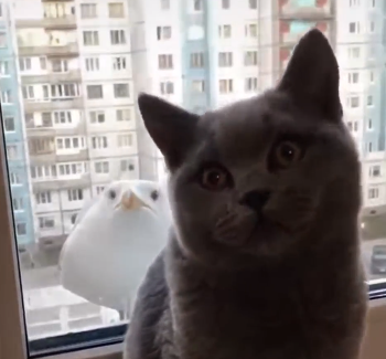 cat_and_bird.png