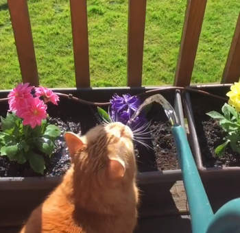 beautifulcolorfulplanters.png