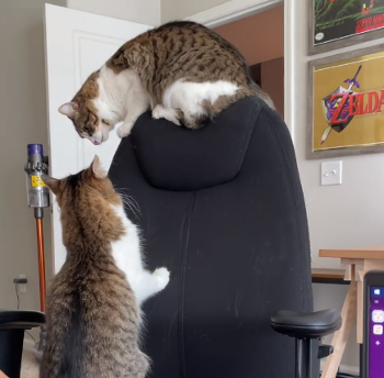king_of_cat.png