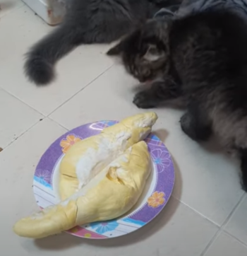 CatConfusedbySmell.png
