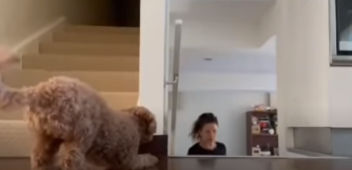 DogTriestoScare.png