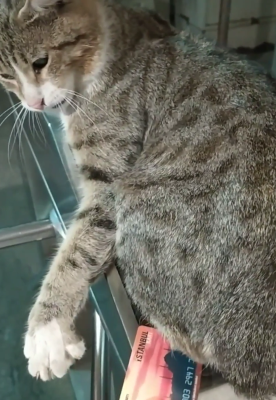 TurkishCats.png