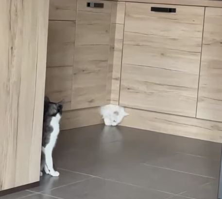 T-1000_cat.png