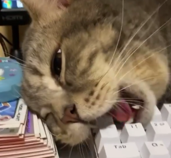 esc_key_cat.png