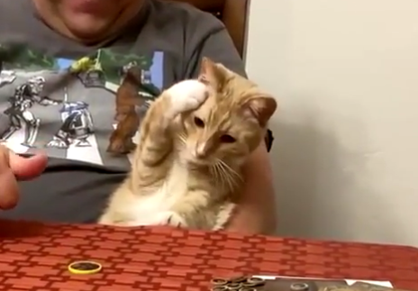 AmazedCat.png