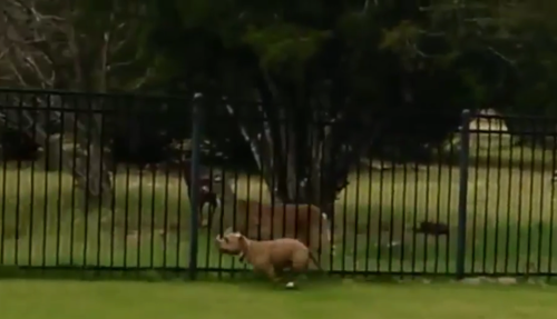 DogAndDeer.png