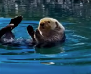 most_relaxed_otter.png