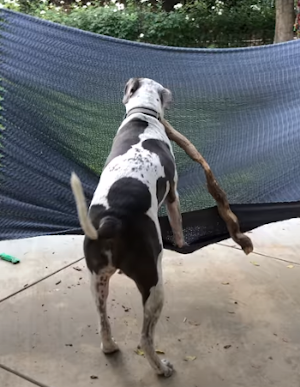 hammockdog.png
