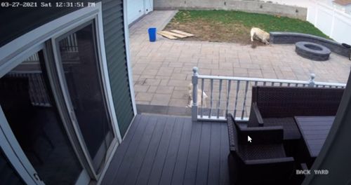 digging_doggo.png