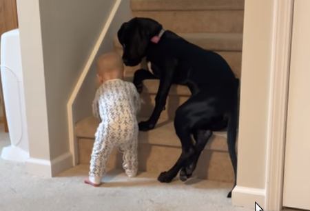 ProtectivePup.png
